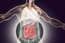 Anatomia del corpo umano con sistema digestivo evidenziato, illustrazione digitale . — Foto stock