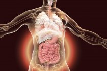 Anatomie du corps humain avec système digestif mis en évidence, illustration numérique . — Photo de stock