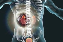 Nieren und Nebennieren im menschlichen Körper hervorgehoben, digitale Illustration. — Stockfoto