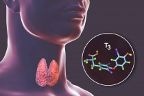 Молекула трийодотиронина Т3 гормона, производимого щитовидной железой, цифровая иллюстрация . — стоковое фото