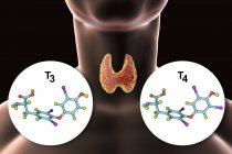 Молекулы тиреоидных гормонов трийодотиронин Т3 и тироксин Т4 в организме человека, цифровая иллюстрация . — стоковое фото