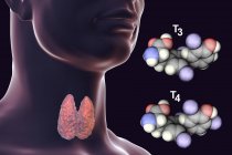 Moléculas de hormônios tireoidianos triiodotironina T3 e tiroxina T4 no corpo humano, ilustração digital . — Fotografia de Stock