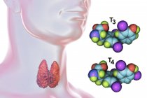 Molécules d'hormones thyroïdiennes triiodothyronine T3 et thyroxine T4 dans le corps humain, illustration numérique
. — Photo de stock