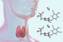 Molekül des von der Schilddrüse produzierten Trijodothyronin-t3-Hormons, digitale Illustration. — Stockfoto