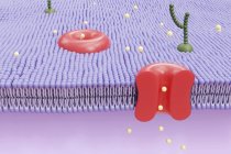 Digital illustration of cutaway view of human cell membrane. — Stock Photo