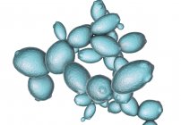 Ilustração digital de células de levedura em brotamento Saccharomyces cerevisiae . — Fotografia de Stock