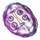 Quiste de Giardia intestinalis protozoo parásito flagelado en intestino delgado, ilustración digital . - foto de stock