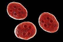 Groupe de kystes de Giardia intestinalis protozoaires parasites flagellés dans l'intestin grêle, illustration numérique . — Photo de stock