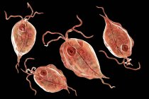 Group of Trichomonas hominis protozoan parasites, digital illustration. — Stock Photo
