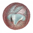Cryptosporidium parvum parassita in forma di ovocita causa di criptosporidiosi, illustrazione digitale . — Foto stock