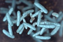 Пробіотичні бактерії в нормальних кишкових мікробіоценозу, цифрова ілюстрація. — стокове фото