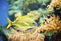Gelber französischer Grunzfisch schwimmt im Wasser, Nahaufnahme. — Stockfoto