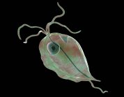 Single Trichomonas hominis protozoan parasite, digital illustration. — Stock Photo