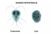 Giardia intestinalis, Trophozoit und Zyste, geißelter Parasit im Dünndarm, digitale Illustration. — Stockfoto