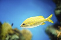 Yellow French grunt fish swimming in water, close-up. — Stock Photo