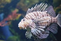 Lionfish with traditional fins in water, detailed. — Stock Photo