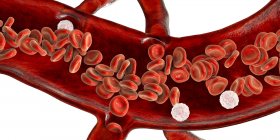 Червоних кров'яних тілець і лейкоцитів в поперечному перерізі кровоносних судин, цифрова ілюстрація. — стокове фото