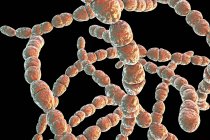 Illustration numérique de la bactérie Streptococcus thermophilus pour l'industrie alimentaire laitière sur fond noir . — Photo de stock