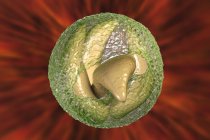 Cryptosporidium parvum parassita in forma di ovocita causa di criptosporidiosi, illustrazione digitale . — Foto stock