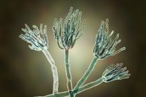 Ilustración digital de hongos Penicillium e hilos especializados de conidióforos . - foto de stock