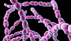 Цифрова ілюстрація термофільних бактерій Streptococcus для молочної харчової промисловості на чорному тлі . — стокове фото