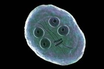 Cyst of Giardia intestinalis protozoan flagellated parasite in small intestine, digital illustration. — Stock Photo