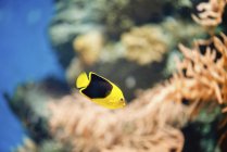 Felsenschönheit Fische mit schwarz-gelbem Muster im Wasser. — Stockfoto