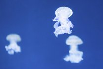 Біла плямиста медуза на синьому фоні . — стокове фото