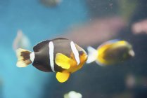Yellowtail clownfish swimming in water, close-up. — Stock Photo
