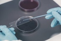 Hände eines Mikrobiologen entnehmen Probe aus Agar-Platte im Labor. — Stockfoto