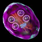 Cyste du protozoaire Giardia intestinalis parasite flagellé dans l'intestin grêle, illustration numérique . — Photo de stock