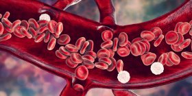 Клітини червоної крові та лейкоцити в поперечному перерізі кровоносних судин, цифрова ілюстрація . — стокове фото