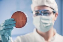 Microbiologo che ispeziona la capsula di Petri e osserva la crescita dei batteri . — Foto stock