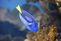 Königlicher blauer Tang Fisch mit schönem Muster schwimmt im Wasser. — Stockfoto