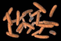Пробіотичні бактерії в нормальних кишкових мікробіоценозу, цифрова ілюстрація. — стокове фото