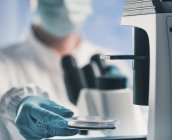Microbiólogo usando microscopio de luz mientras sostiene placa petri en laboratorio . - foto de stock