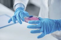 Hands of scientist holding petri dish with liquid sample. — Stock Photo