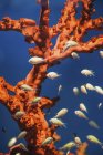 Small fish swimming around fire coral in aquarium water. — Stock Photo