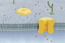 Digital illustration of cutaway view of human cell membrane. — Stock Photo