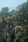 Escuela de peces anthias brillantemente iluminados jugando en la sombra de los corales . - foto de stock