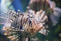 Lionfish with traditional fins in water, detailed close-up. — Stock Photo