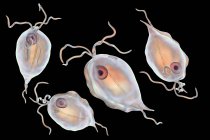 Groupe de parasites protozoaires Trichomonas hominis, illustration numérique . — Photo de stock