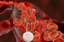Red blood cells and leukocytes in cross-section of blood vessel, digital illustration. — Stock Photo