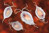 Group of Trichomonas hominis protozoan parasites, digital illustration. — Stock Photo