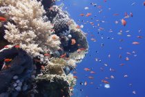 Несколько типов твердых и мягких кораллов со школой тропических рыб . — стоковое фото