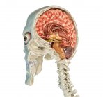 Human skull mid sagittal cross-section with brain in perspective view on white background. — Stock Photo