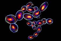 Digital illustration of budding yeast cells in imaging flow cytometry. — Stock Photo