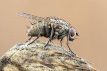 Tiger fly at top of dried wild plant. — Stock Photo