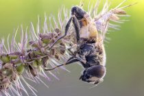 Primo piano della mosca drone intrappolata sull'erba gialla della coda di volpe . — Foto stock