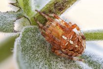 Primer plano de araña tejedora de orbe naranja en hoja de flor silvestre peluda . - foto de stock